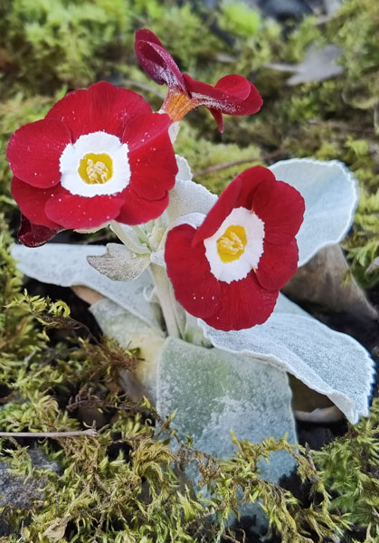 Primula auricula 'Favourite'